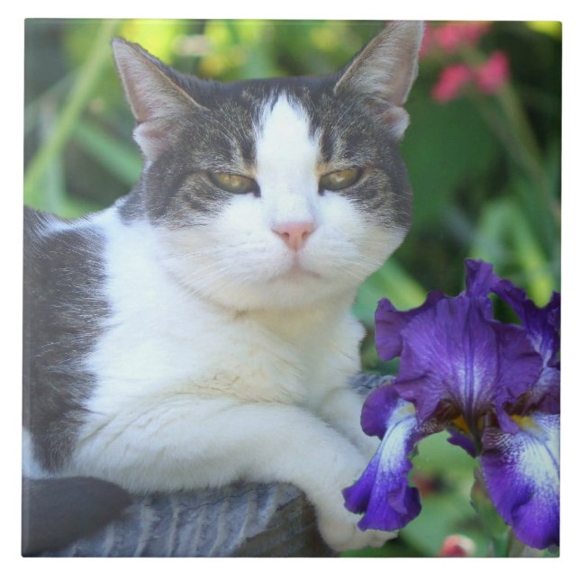 Cat in the garden tile (Front)