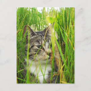 Cat in the Grass Postcard