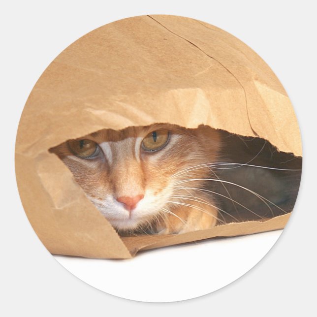 Cat in the sack sticker (Front)