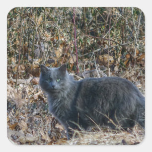 Cat in the Woods Square Sticker