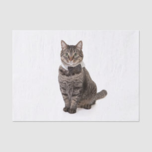 Cat in Tuxedo Tissue Paper