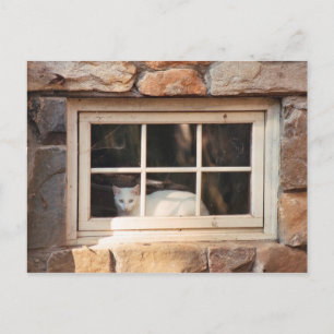 Cat in Window Postcard