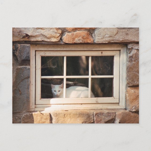 Cat in Window Postcard (Front)