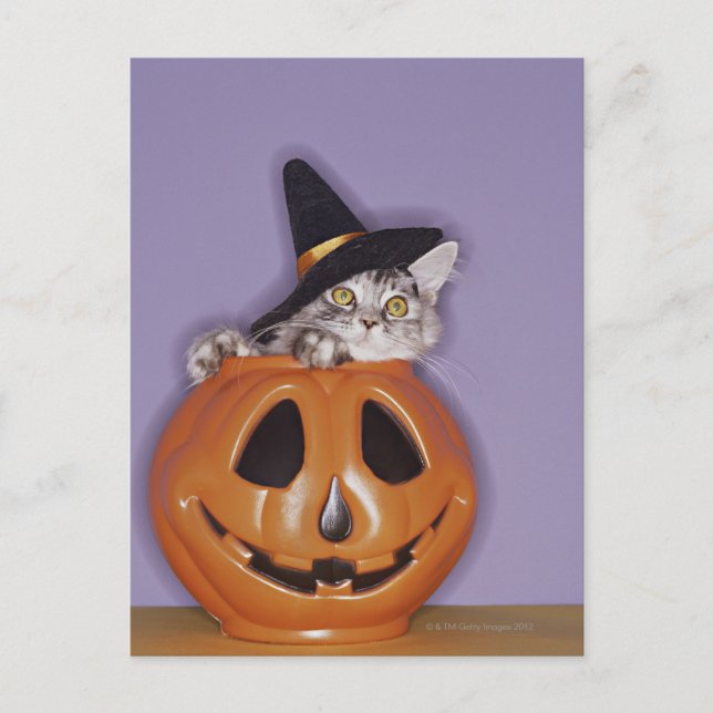 Cat in witch hat inside pumpkin postcard (Front)