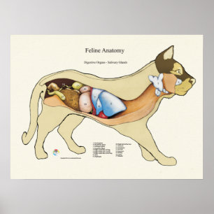 Cat Internal Digestive Anatomy Veterinary Chart