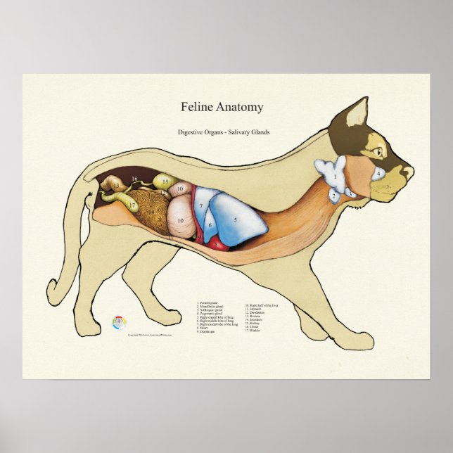 Cat Internal Digestive Anatomy Veterinary Chart (Front)