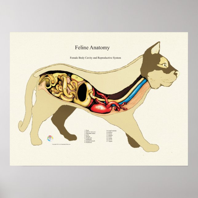 Cat Internal Female Anatomy Veterinary Chart (Front)