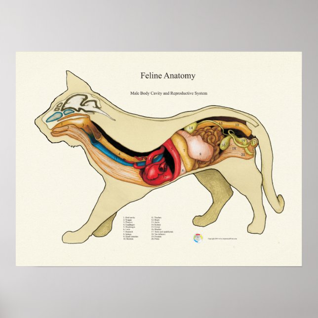 Cat Internal Organ Anatomy Veterinary Chart (Front)
