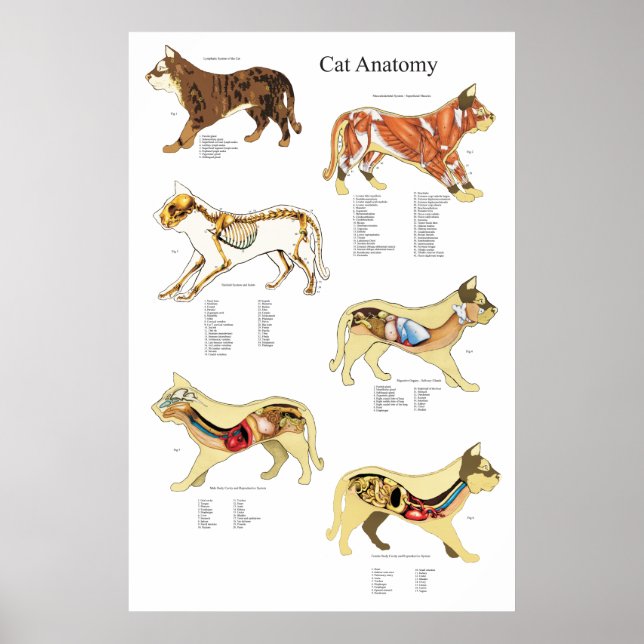 Cat Internal Organ Anatomy Veterinary Chart (Front)
