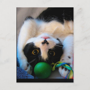 Cat is lying on the bed postcard