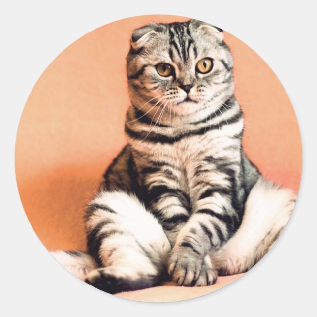 Cat is sitting like a human classic round sticker (Front)