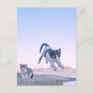 cat jump postcard