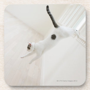 Cat jumping coaster