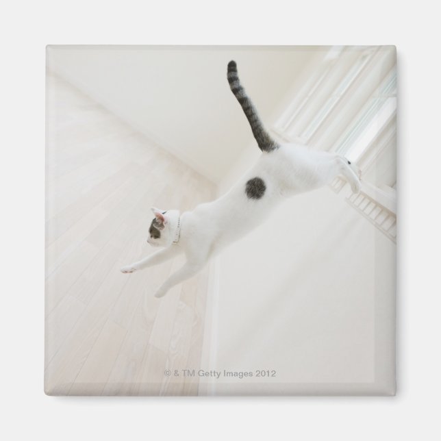 Cat jumping magnet (Front)