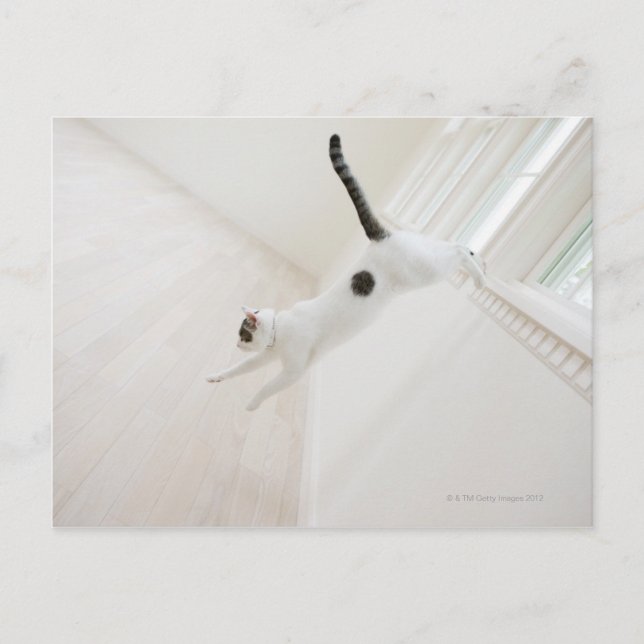 Cat jumping postcard (Front)