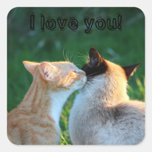 Cat kiss cat lovers square sticker