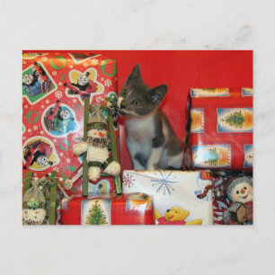 Cat, Kitten, Christmas, Rescue, Photo Holiday Postcard