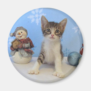 Cat, Kitten, Christmas, Rescue, Photo Magnet