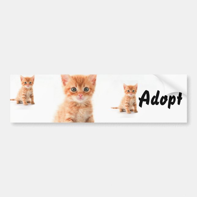 Cat Kitten Dog Adopt Bumper Sticker (Front)