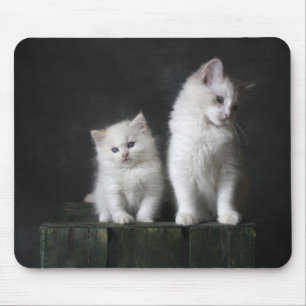 cat, kitten, feline mouse pad