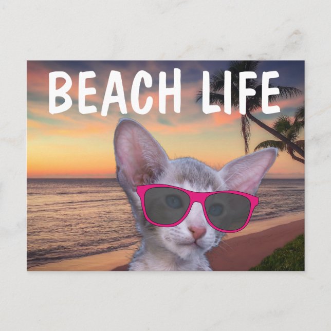 CAT KITTEN ON BEACH SUGLASSES Postcards (Front)