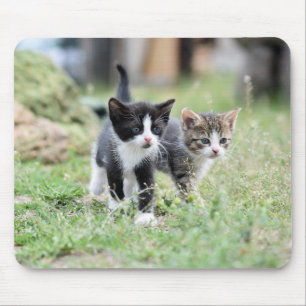 cat, kitten, pet mouse pad