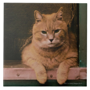 Cat Leans on Windowsill Ceramic Tile