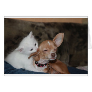 Cat licking Dog