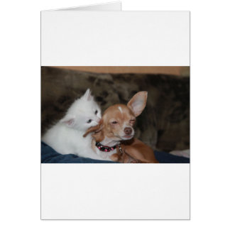 Cat licking Dog