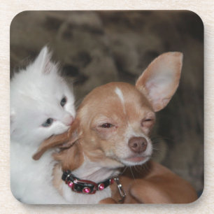 Cat licking Dog Coaster