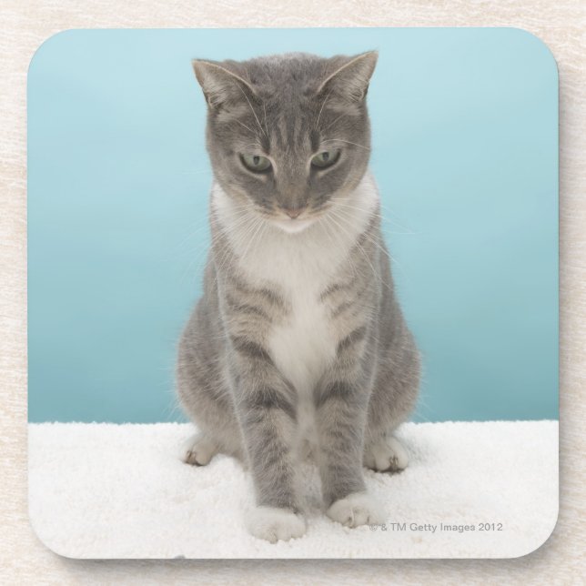 Cat looking at toy mouse on rug coaster (Front)