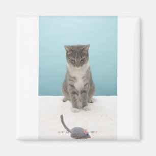 Cat looking at toy mouse on rug magnet