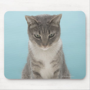 Cat looking at toy mouse on rug pad