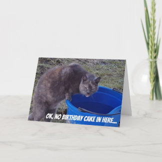 Cat Looking for a Birthday Cake card