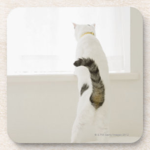 Cat looking out window, rear view coaster