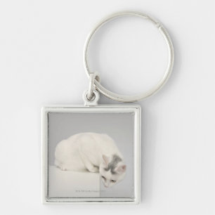 Cat looking over an edge key ring
