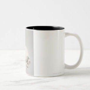 Cat looking over an edge Two-Tone coffee mug