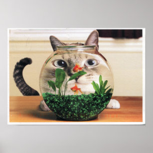 Cat Looking Through A Fish Bowl Poster