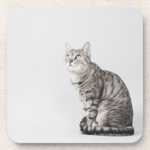 Cat looking up coaster