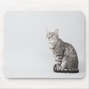 Cat looking up mouse pad