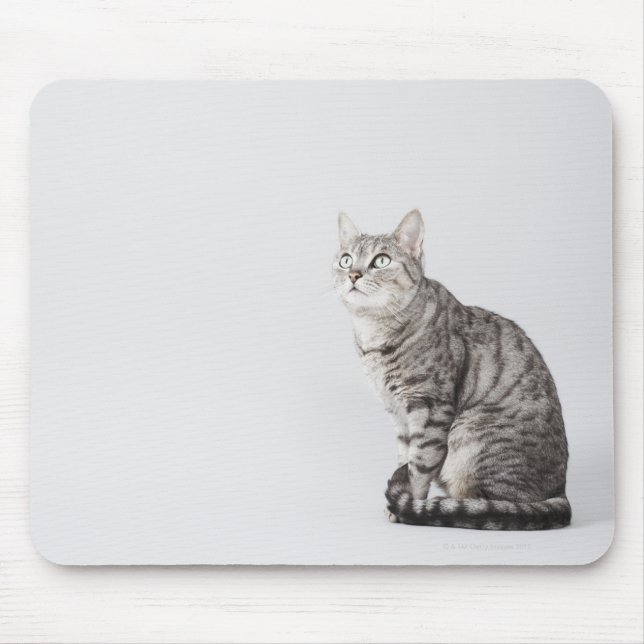 Cat looking up mouse pad (Front)