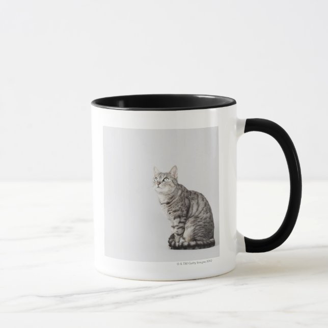 Cat looking up mug (Right)