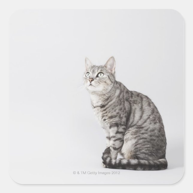 Cat looking up square sticker (Front)