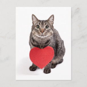 Cat Love Postcard