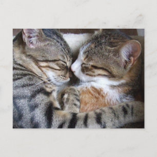Cat Love Postcard