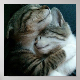 cat love poster