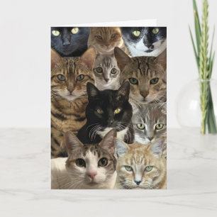 Cat Lover Birthday Card