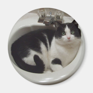 Cat lovers delight magnet