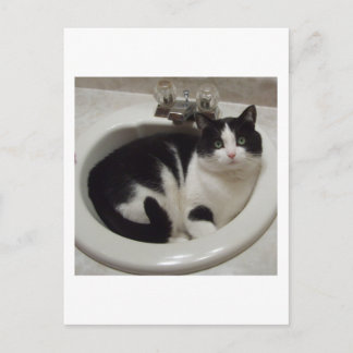 Cat lovers delight postcard