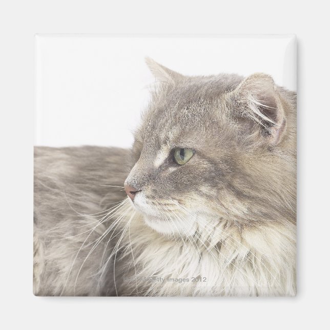 Cat lying down magnet (Front)